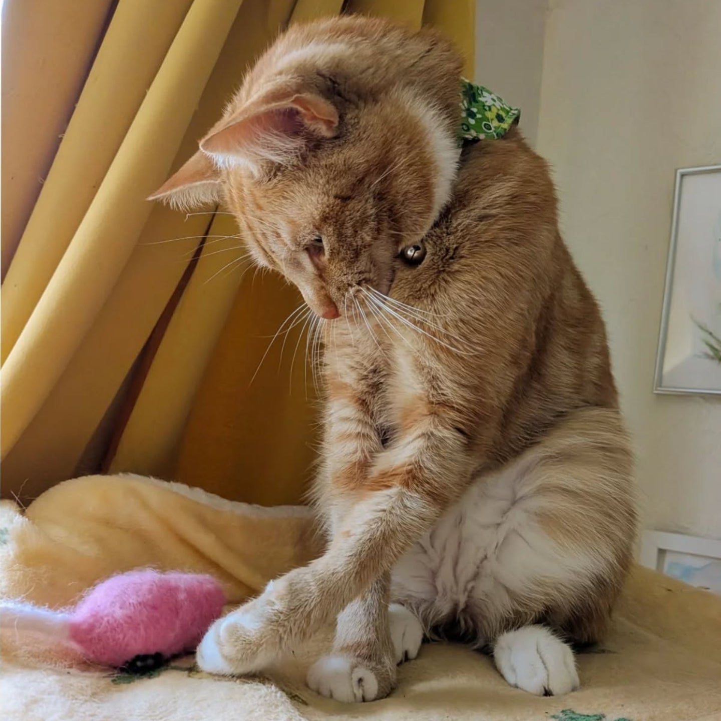Mouse